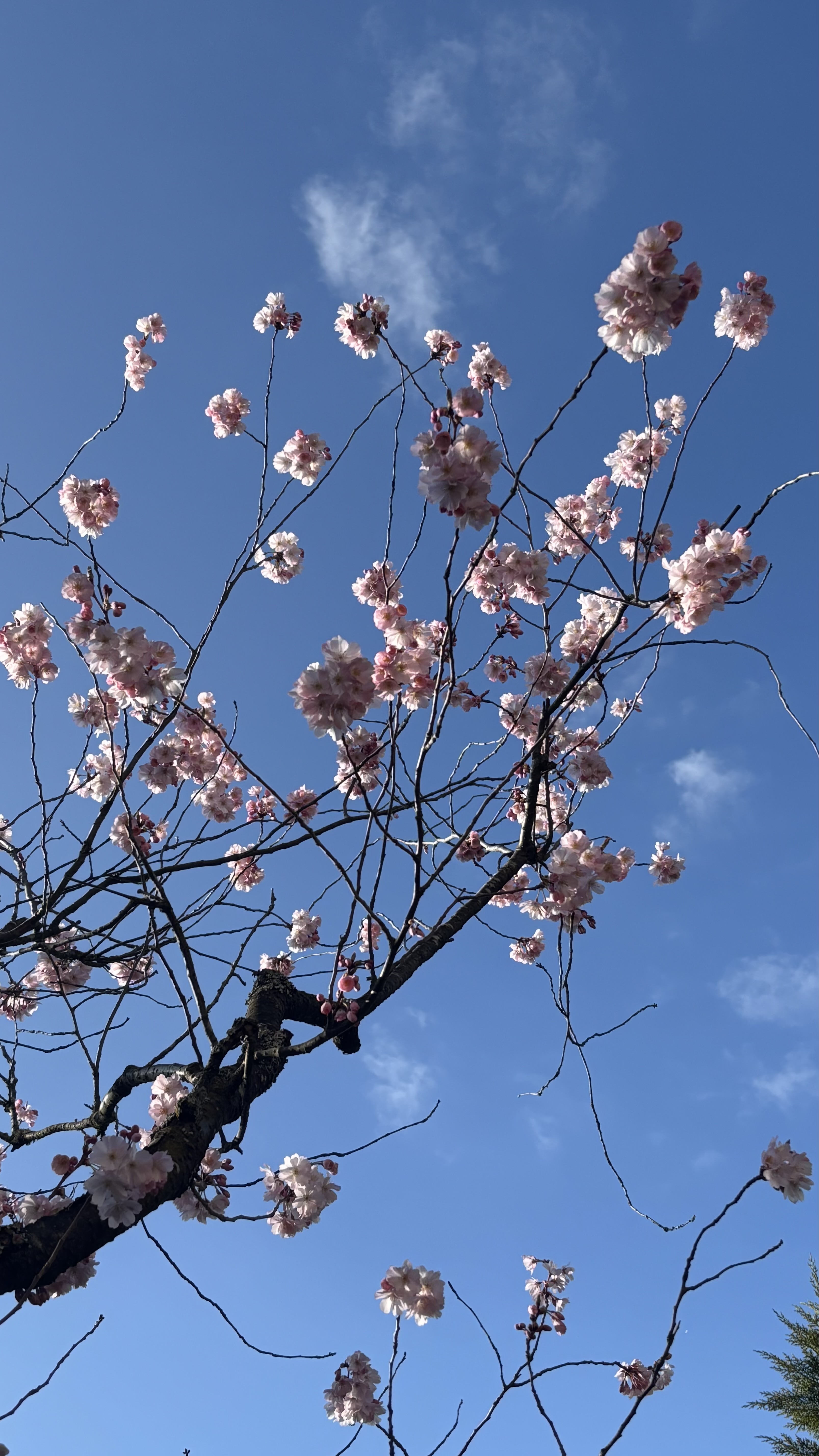 Time to bloom again